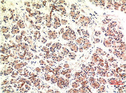 WB - CHOP mouse Monoclonal Antibody(2B1) AP63777